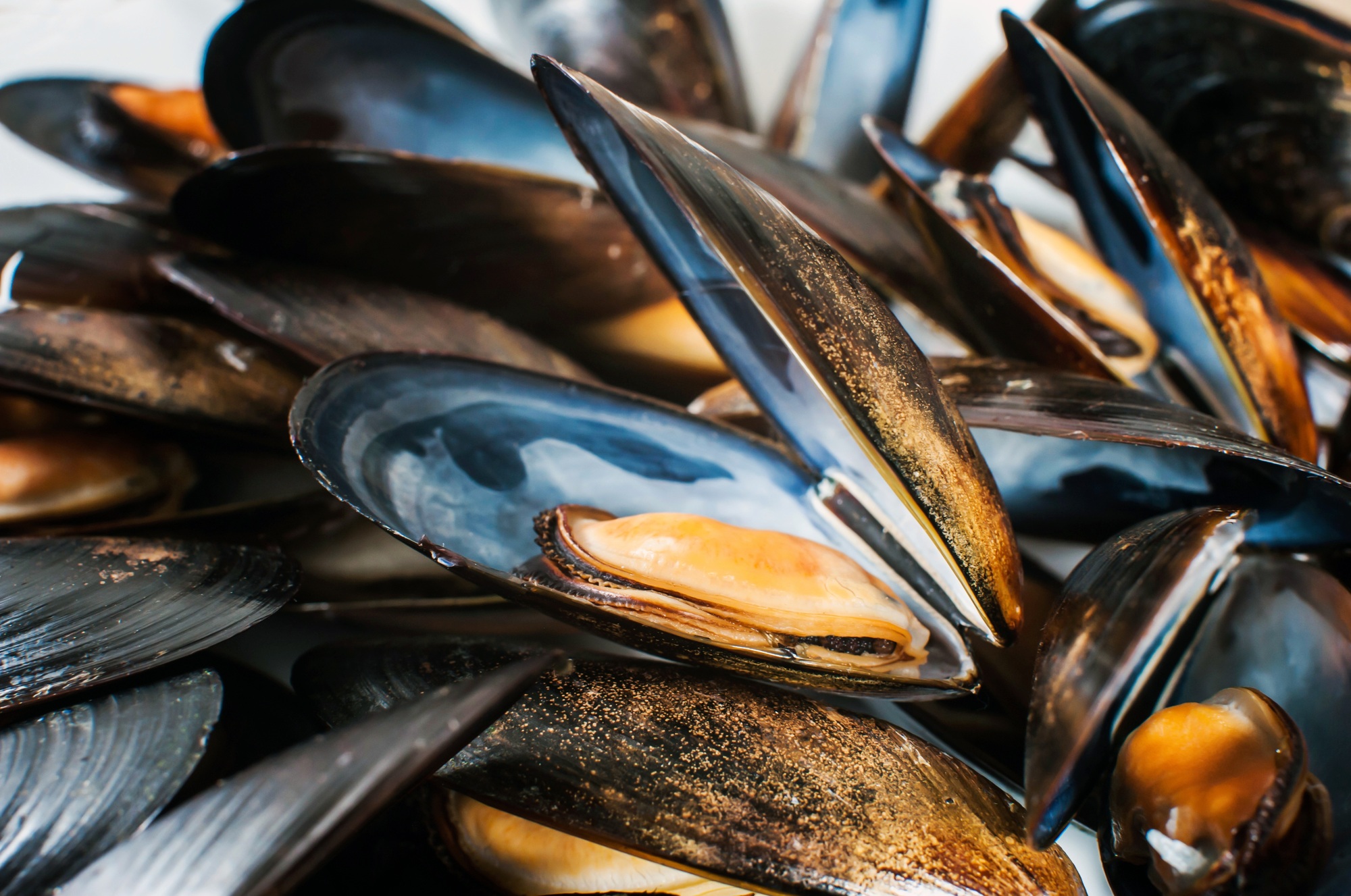 mussels in shells close-up