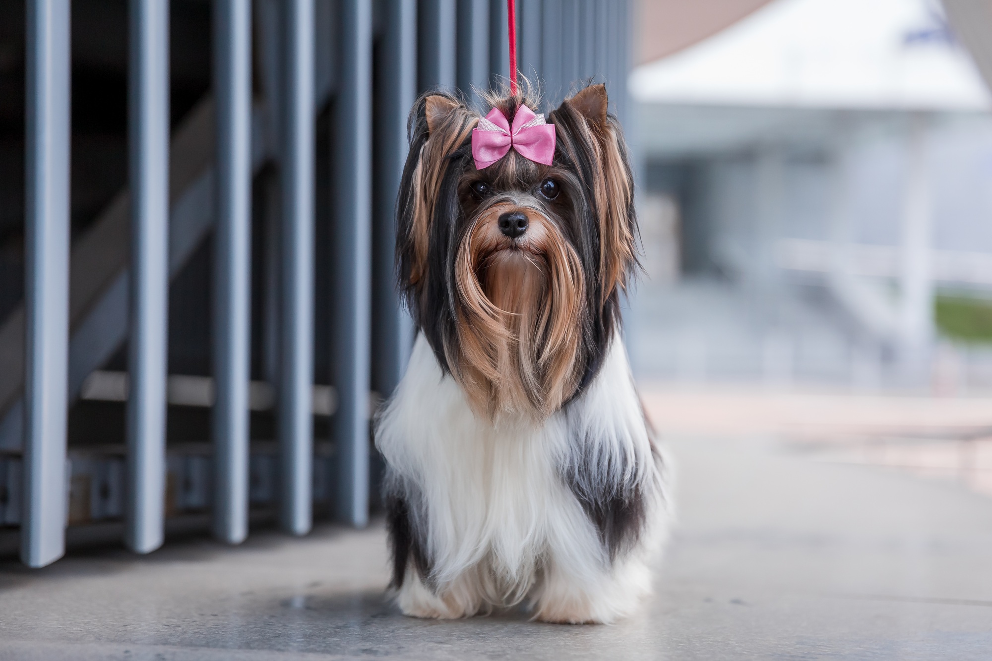 Beaver Yorkshire Terrier dog on a walk. Cute furry dog at the city. Urban dog