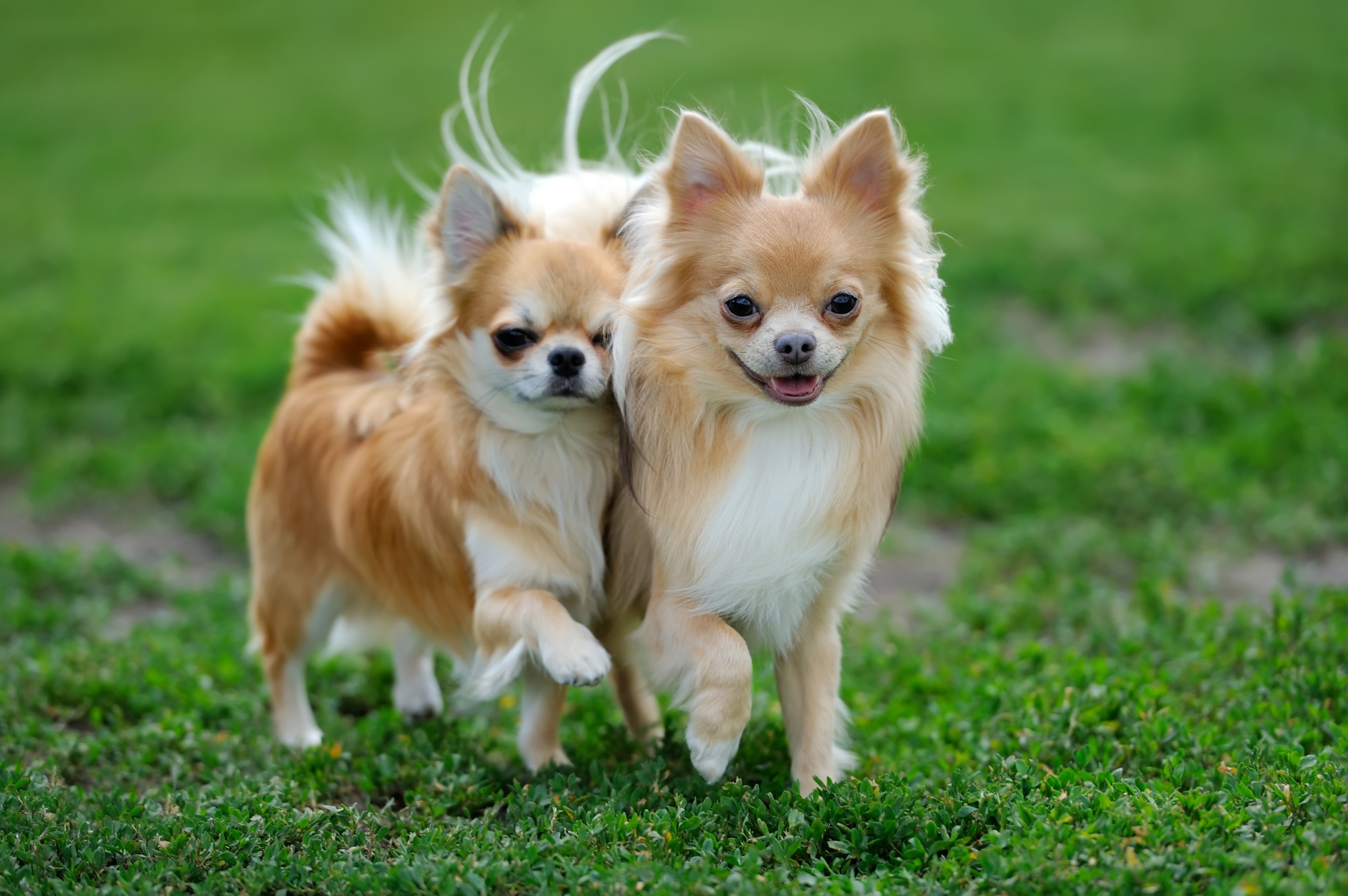 Two Longhair Chihuahua dog