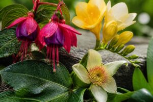 découvrez les bienfaits des fleurs dont le nom commence par la lettre f, leurs vertus naturelles et comment elles peuvent embellir votre quotidien.